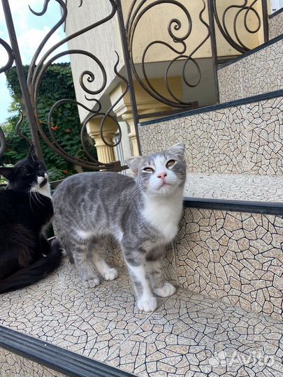 Кошка и коты