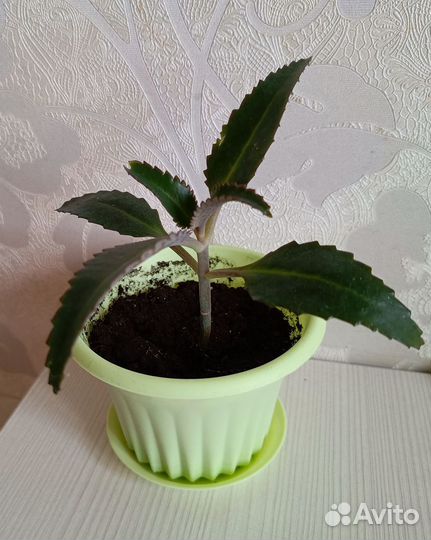 Каланхоэ лечебное