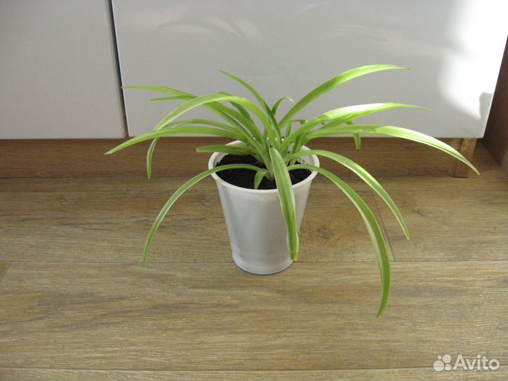 Комнатные цветы