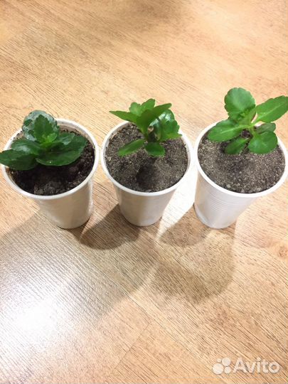 Суккуленты (каланхоэ цветущий и денежное дерево)