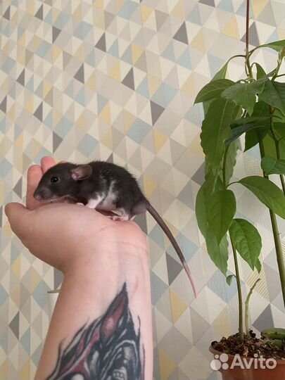 Крысята Дамбо