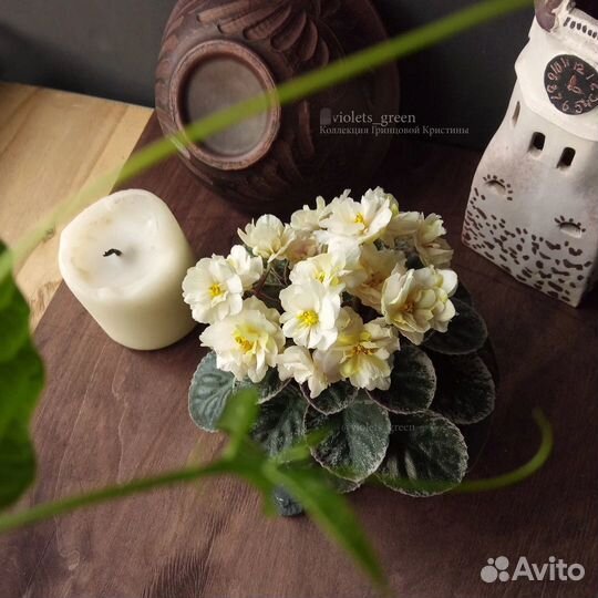 Детки сортовых фиалок