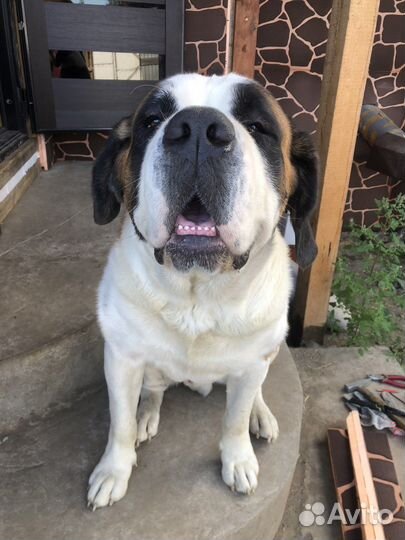 Сенбернар вязка