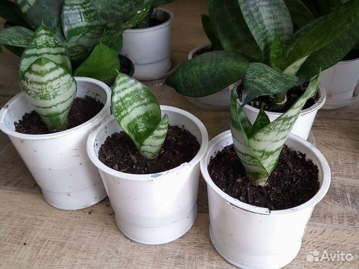 Домашние цветы. Сансевиерия Ханни