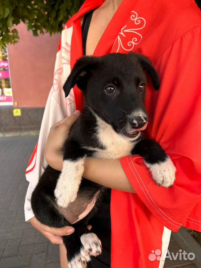 Три щеночка девочки брюнеточки 2,5 месяца стерилиз