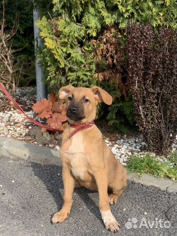 Щенок в добрые руки