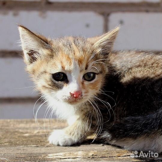 Котята ищут дом, 2-2.5мес