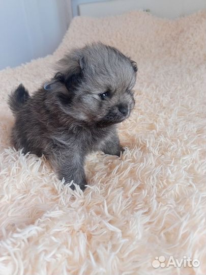 Щенок шпица