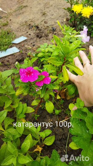 Катарантус