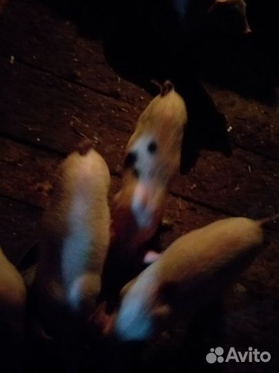 Продаю поросят