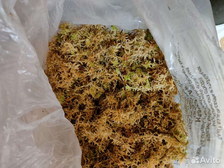 Мох сфагнум