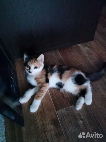 Кошка в добрые руки