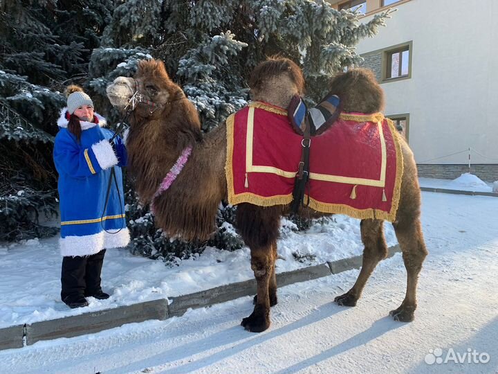 Заказ лошадей