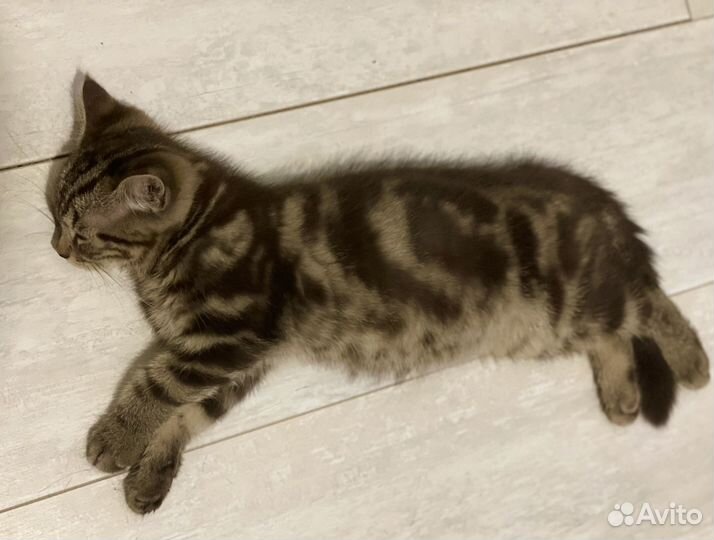 Шотландский котенок редкого (мраморный) окраса