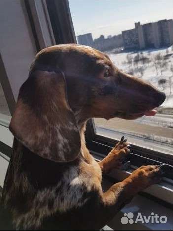 Карликовая такса вязка