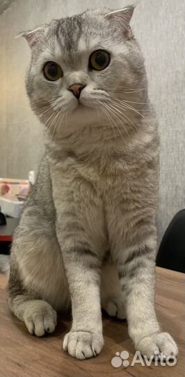 Вязка вислоухий шотландец