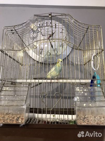 Попугай с клеткой