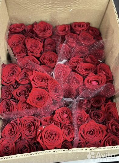 Букет из 51 розы 60см с офомлением