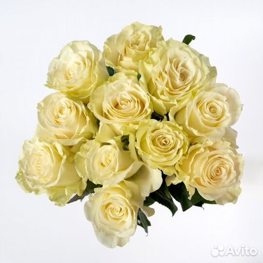 Букет из 11 роз Арктика 60 см