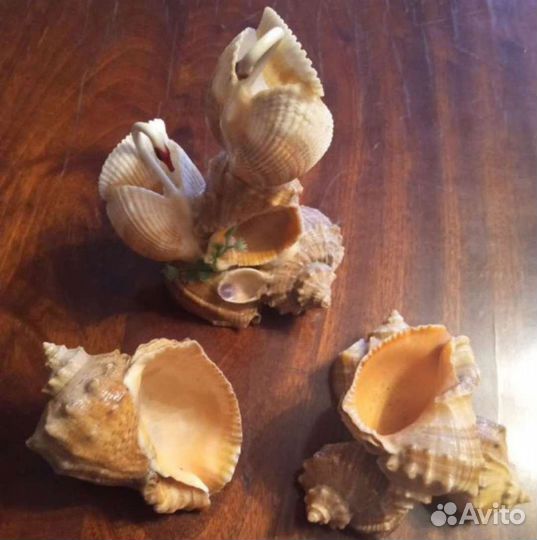 Поделки из морских ракушек