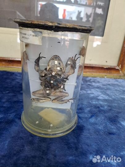 Чучело рыбы