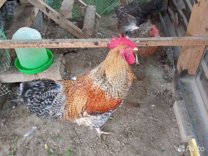 Инкубационное яйцо породной птицы