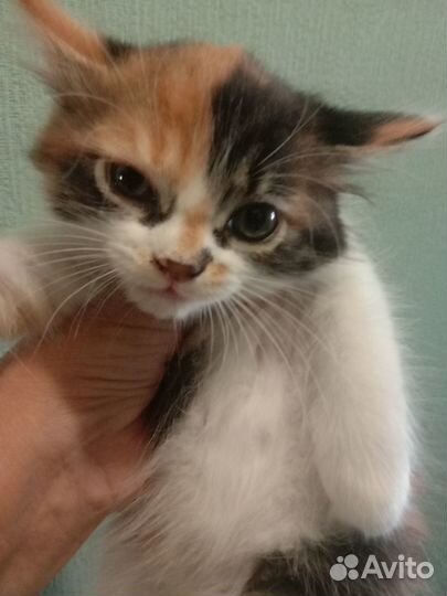 Отдам в добрые руки