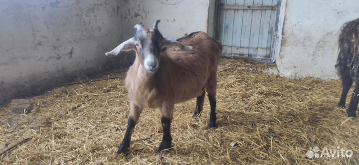 Козы и козлята, Ягнята, свиньи и поросята