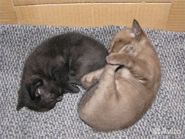 Бомбейская кошечка