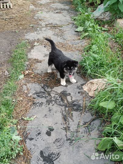 Щенки Хаски