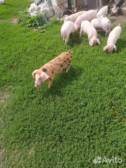 Поросята