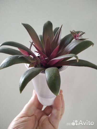 Крассулы в ассортименте