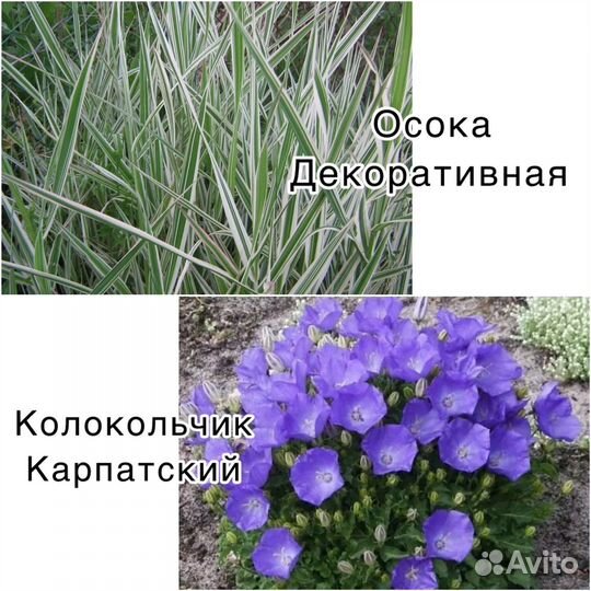 Растения многолетники