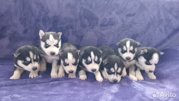 Щенки сибирской хаски