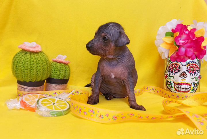 Ксолоитцкуинтли мексиканская голая