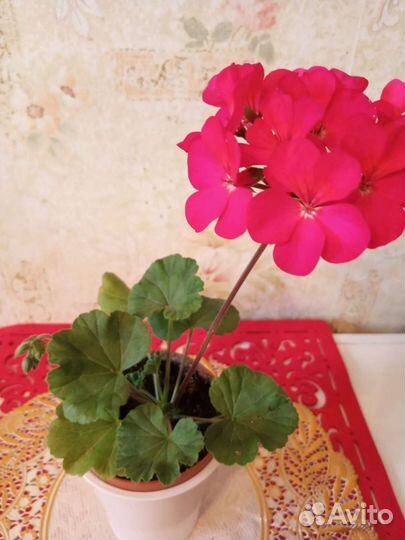 Пеларгония герань