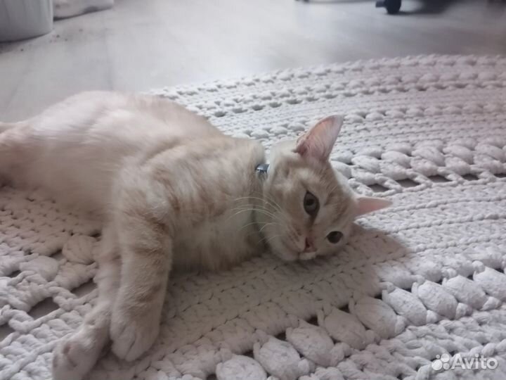 Кошка в дар