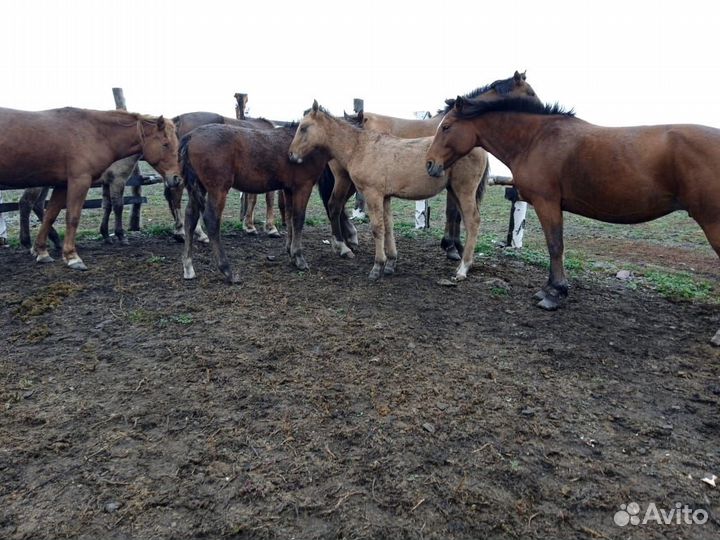 Кобылы с жеребятами