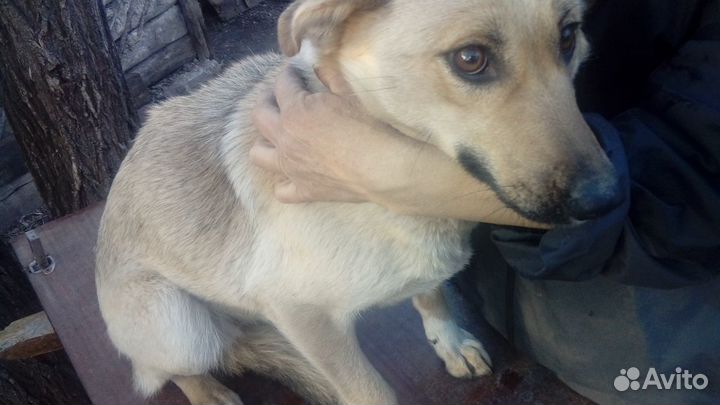 Девочка собачка