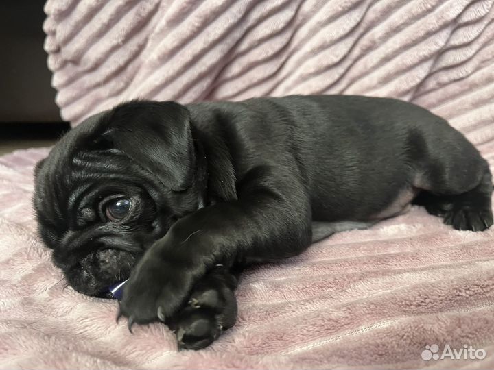 Щенки мопса