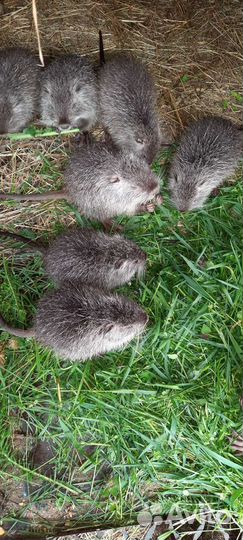 Нутрии молодняк