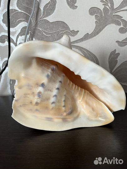 Ракушка морская большая