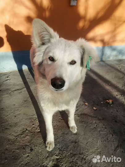 Фенотип Карело-финской лайки