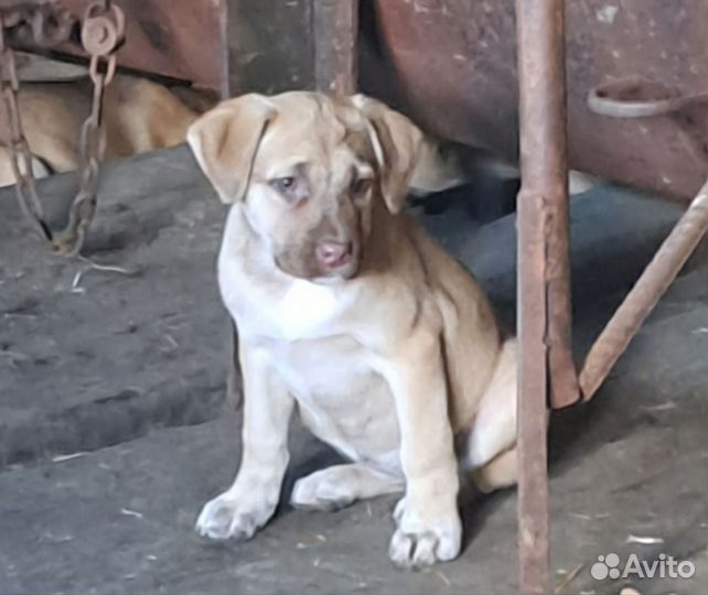 Щенки девочки Аланской породы отдаю бесплатно