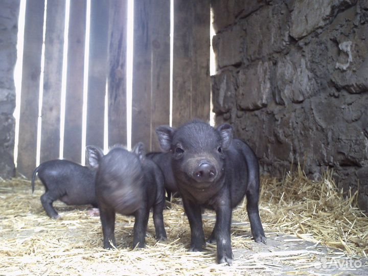 Вислобрюхие поросята