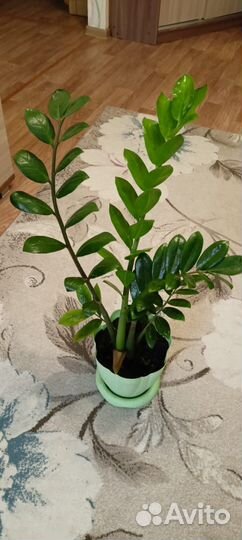 Комнатные цветы