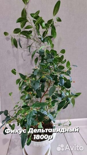 Фикусы большие редкие