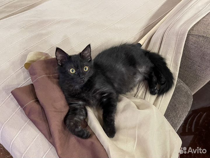 Котенок в добрые руки