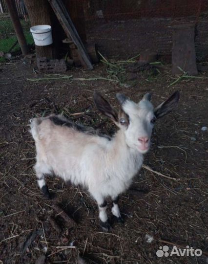 Козы и козлята продажа