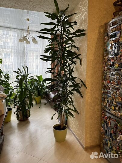 Растение Драцена 2,5 м для офиса и дома